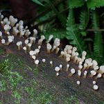 不明-粘菌？の高画質写真です。横浜市 青葉区 寺家ふるさと村で、2024年6月5日に撮影したものです。