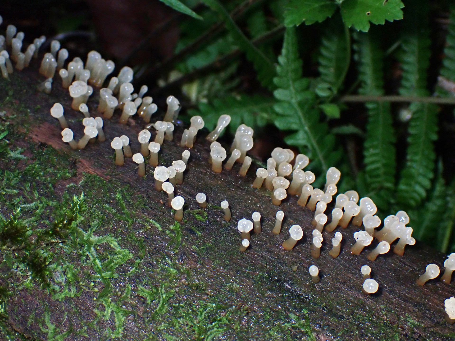 不明-粘菌？の高画質写真です。横浜市 青葉区 寺家ふるさと村で、2024年6月5日に撮影したものです。