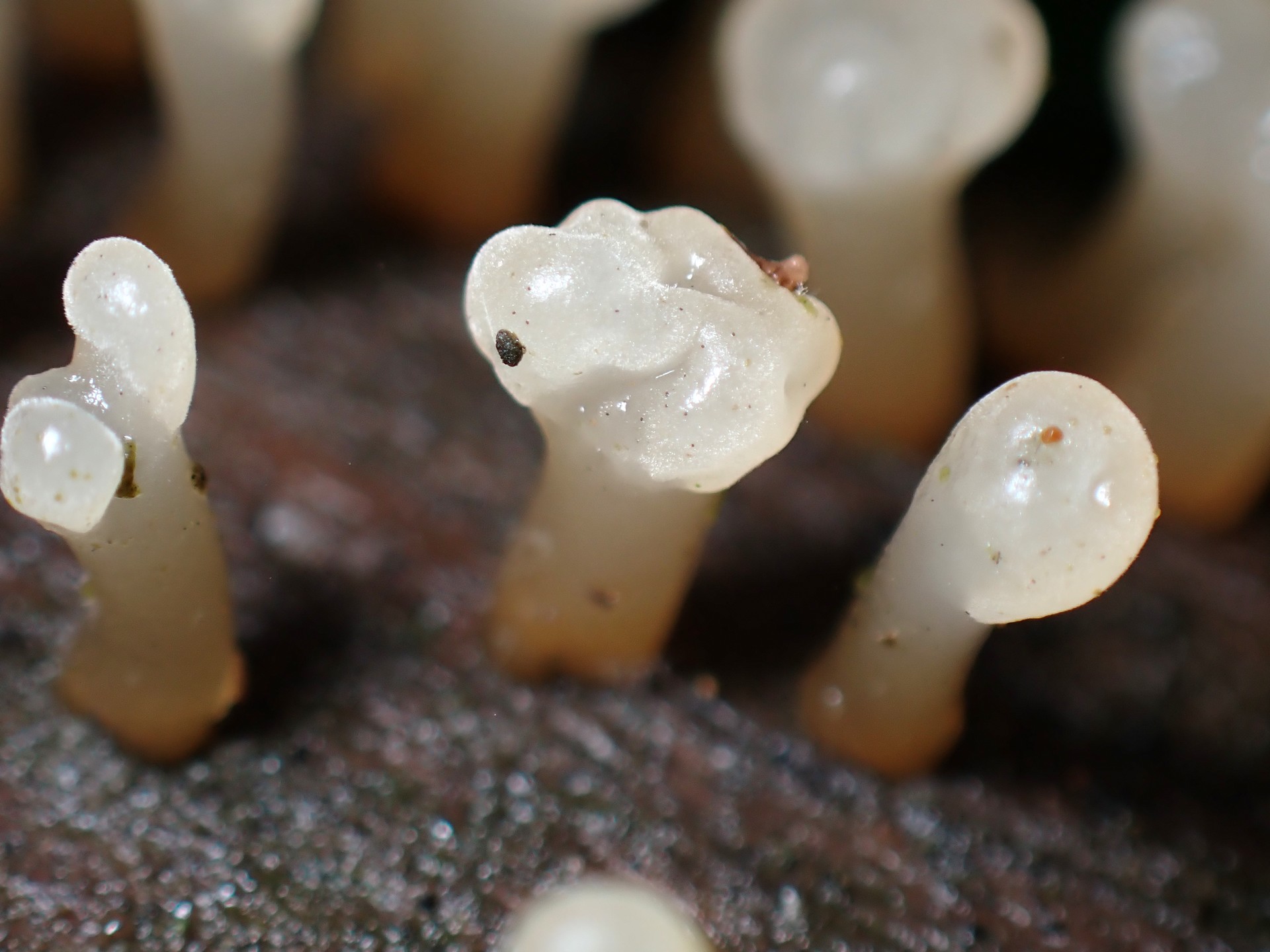 不明-粘菌？の拡大高画質写真です。横浜市 青葉区 寺家ふるさと村で、2024年6月5日に撮影したものです。