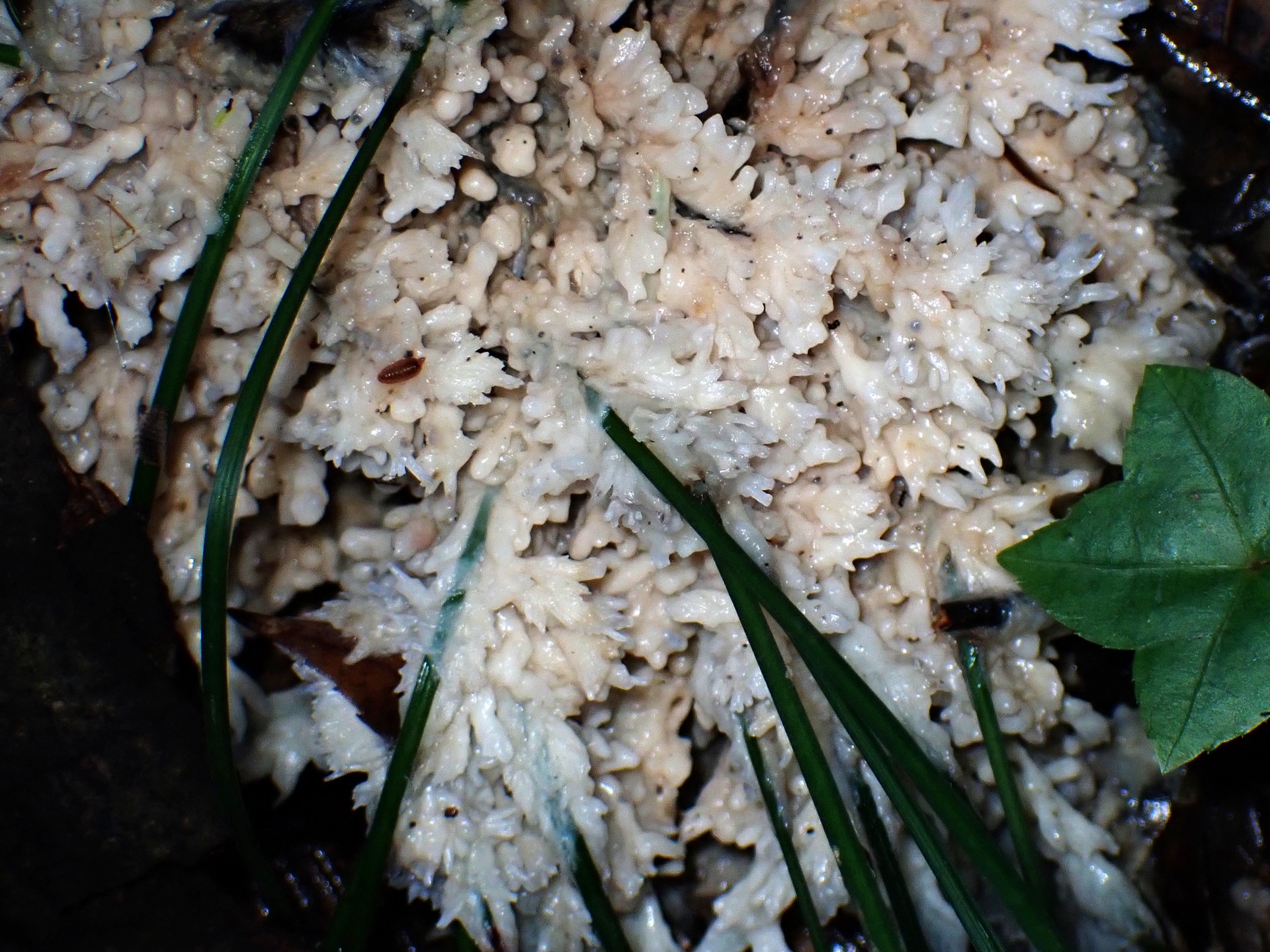 カレエダタケの仲間？高画質写真です。横浜市で、2024年6月29日に撮影したものです。