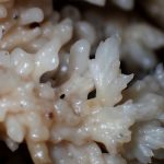 カレエダタケの仲間？高画質写真です。横浜市で、2024年6月29日に撮影したものです。