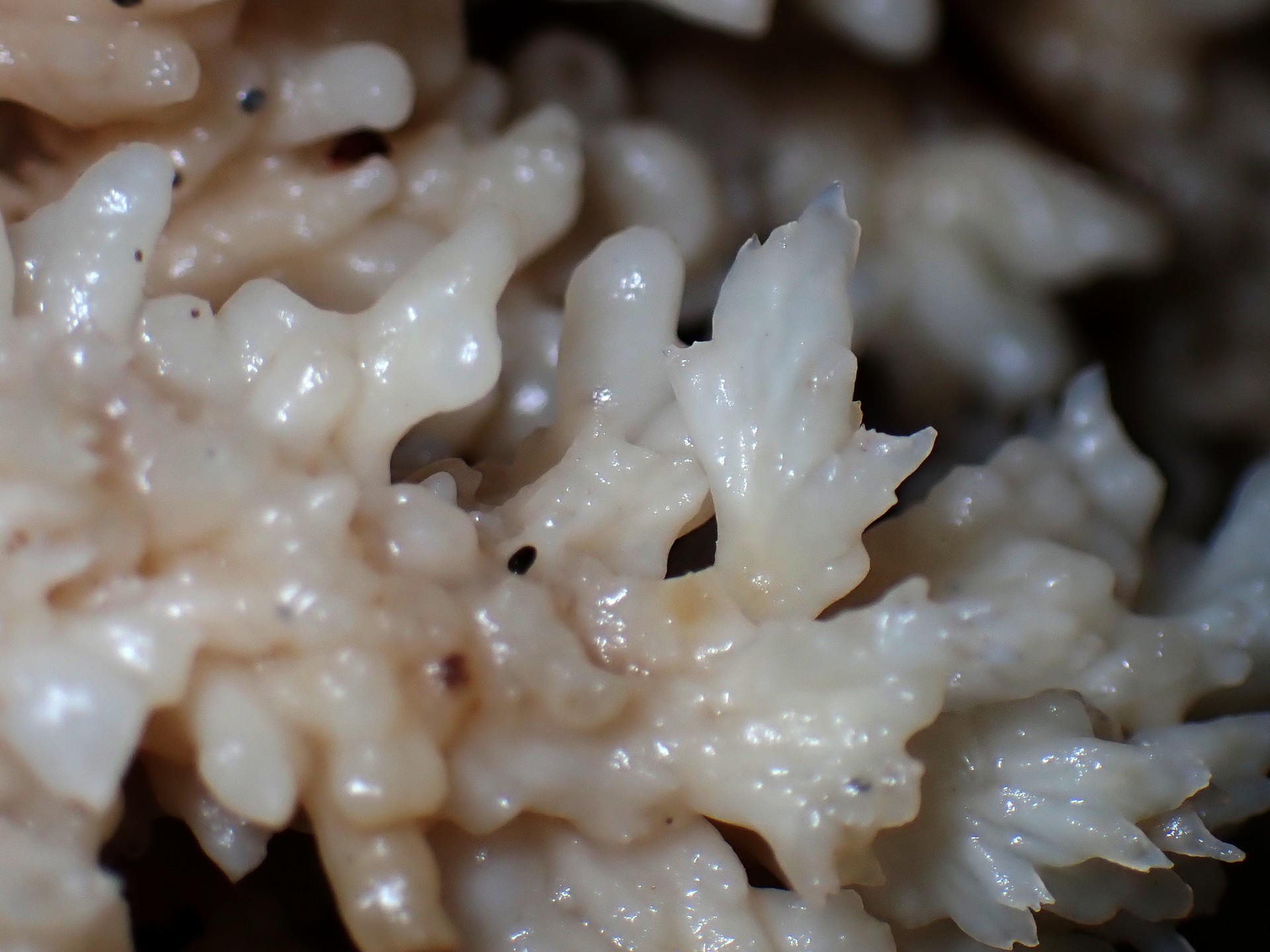 カレエダタケの仲間？高画質写真です。横浜市で、2024年6月29日に撮影したものです。