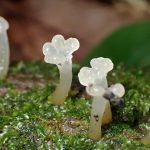 半透明の不明菌の高画質写真です。横浜市で、2024年6月22日に撮影したものです。