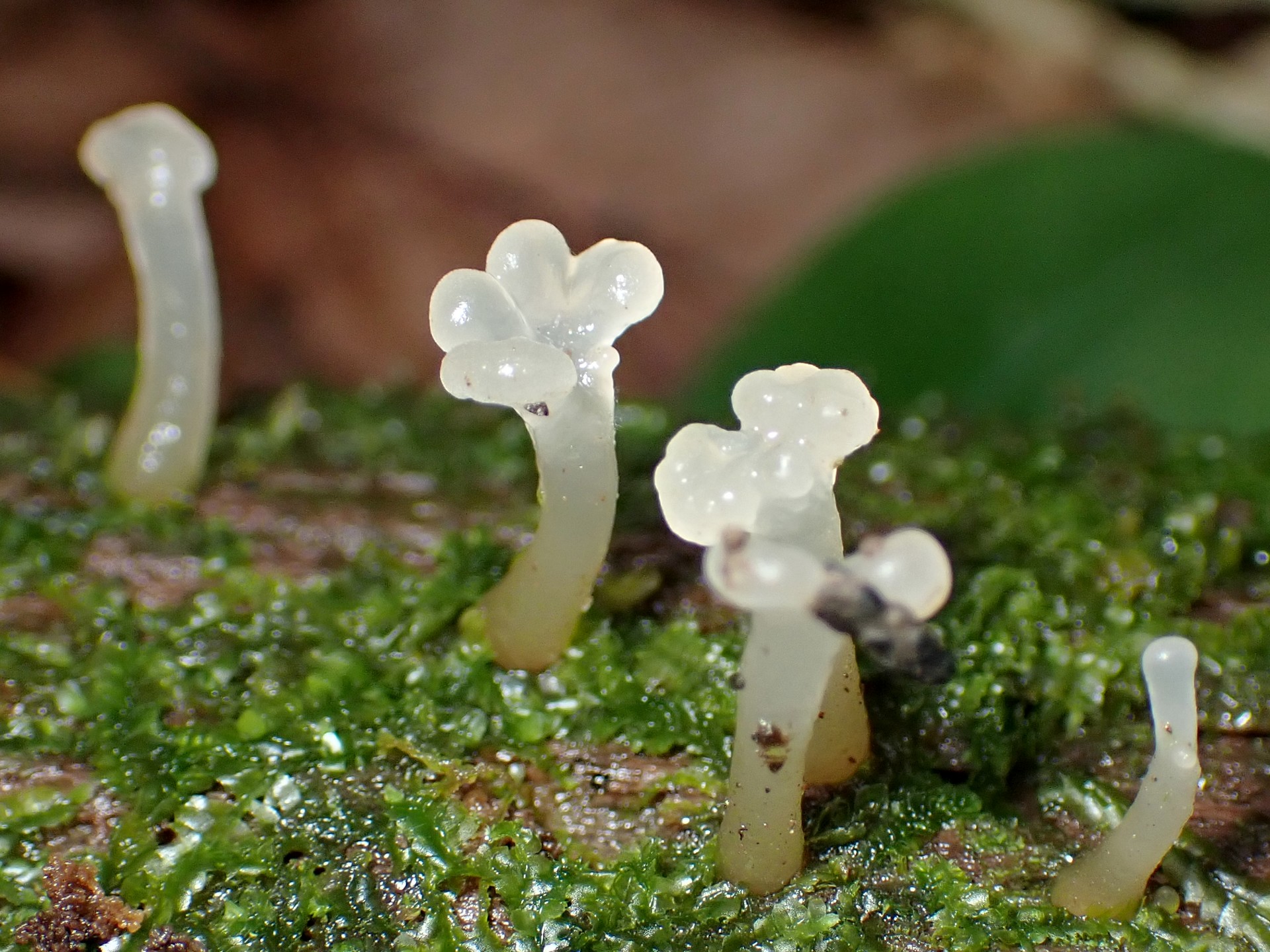 半透明の不明菌の高画質写真です。横浜市で、2024年6月22日に撮影したものです。