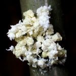 不明-菌の高画質写真です。横浜市 青葉区 寺家ふるさと村で、2024年5月30日に撮影したものです。