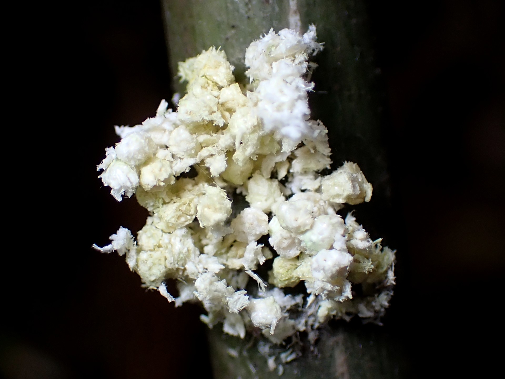 不明-菌の高画質写真です。横浜市 青葉区 寺家ふるさと村で、2024年5月30日に撮影したものです。