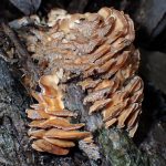 不明-きのこ です。