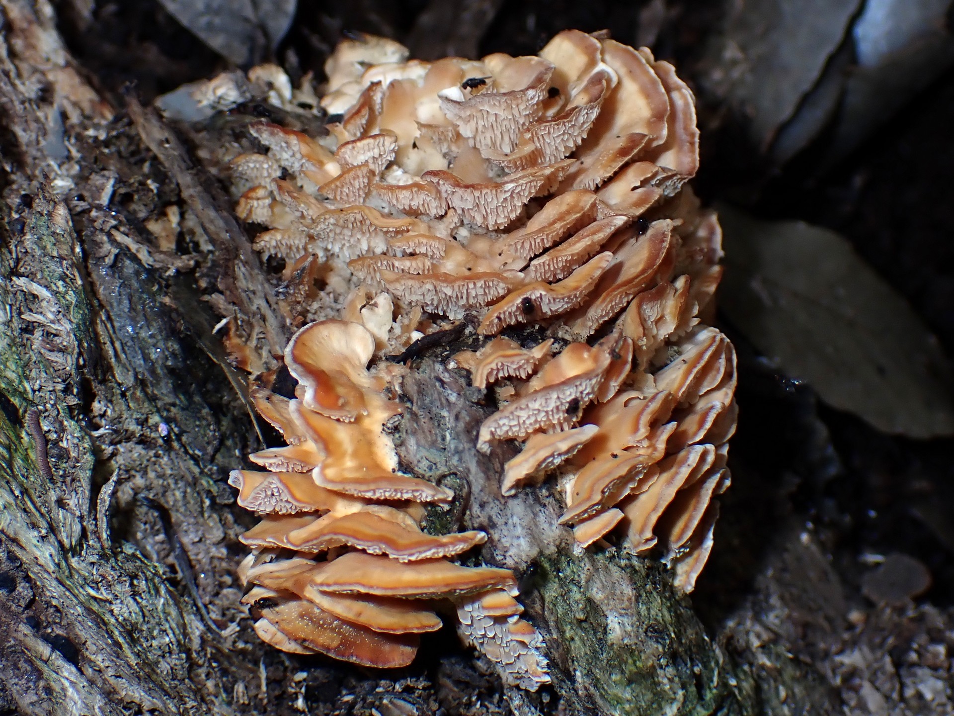 不明-きのこ です。