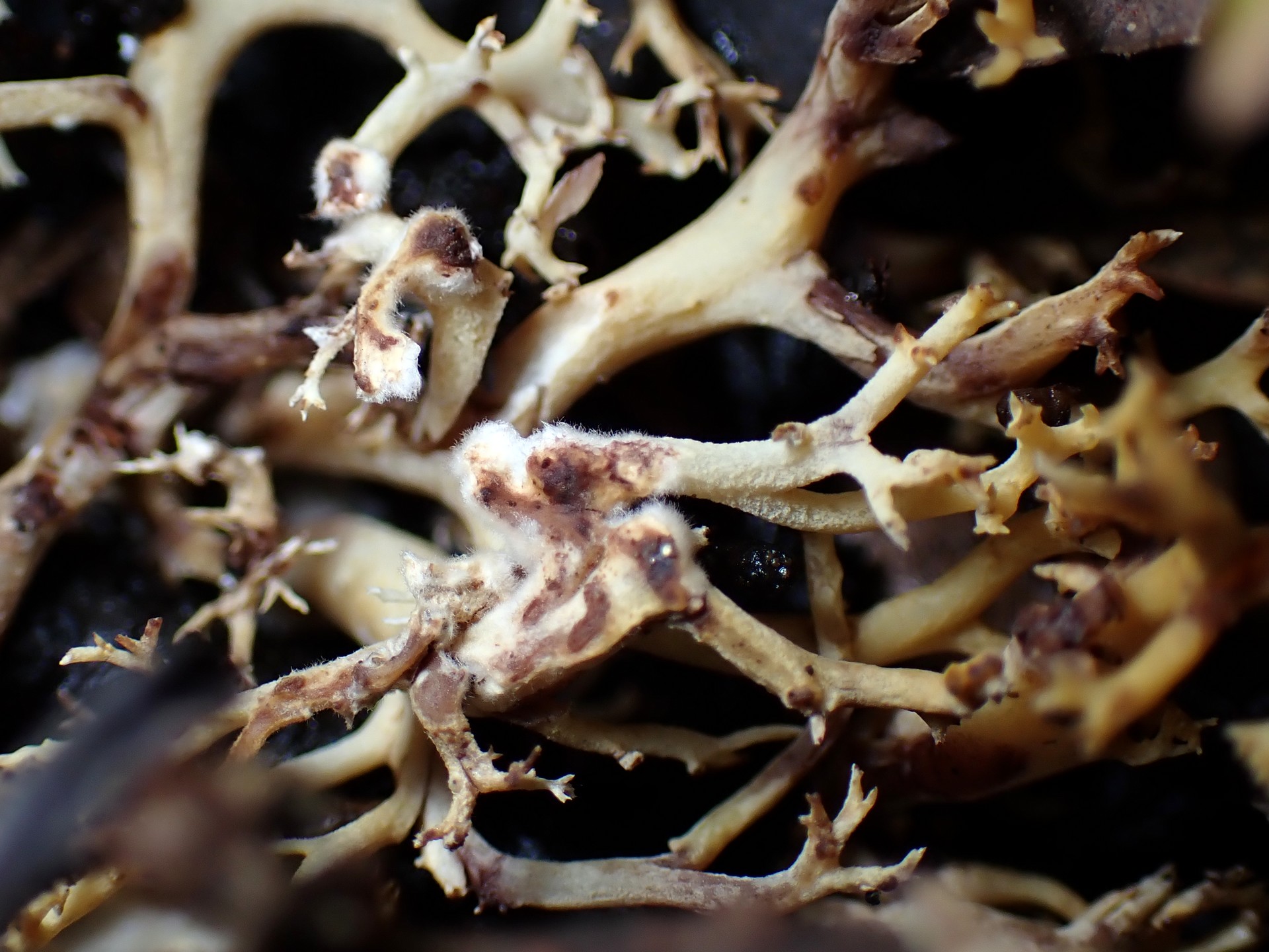 フサヒメホウキタケの老菌 の高画質写真です。横浜市 青葉区 寺家ふるさと村で、2024年6月4日に撮影したものです。