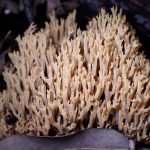 フサヒメホウキタケ の高画質写真です。横浜市 青葉区 寺家ふるさと村で、2024年6月4日に撮影したものです。