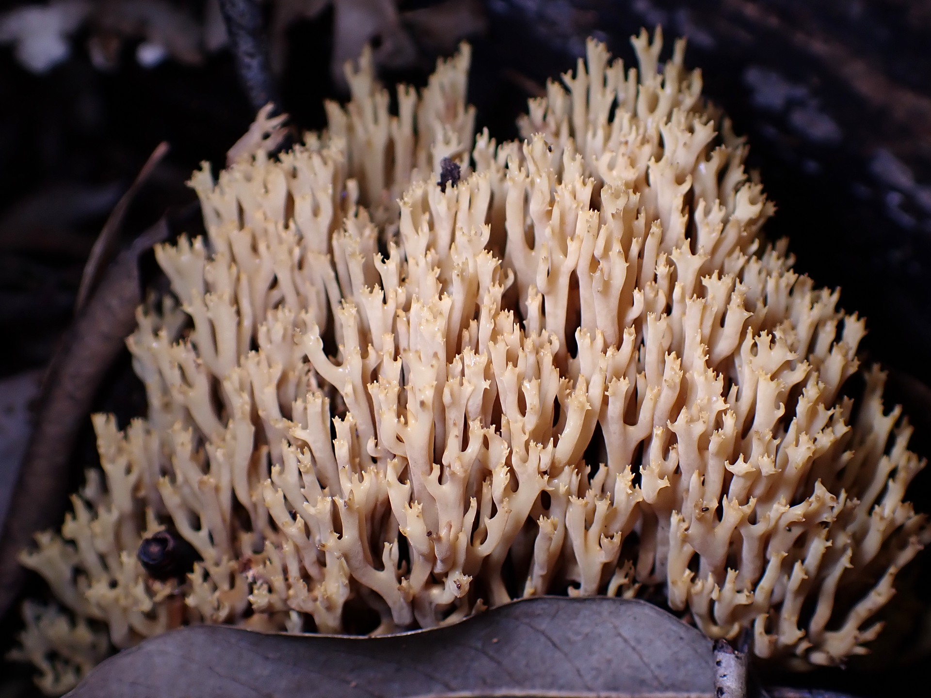 フサヒメホウキタケ の高画質写真です。横浜市 青葉区 寺家ふるさと村で、2024年6月4日に撮影したものです。