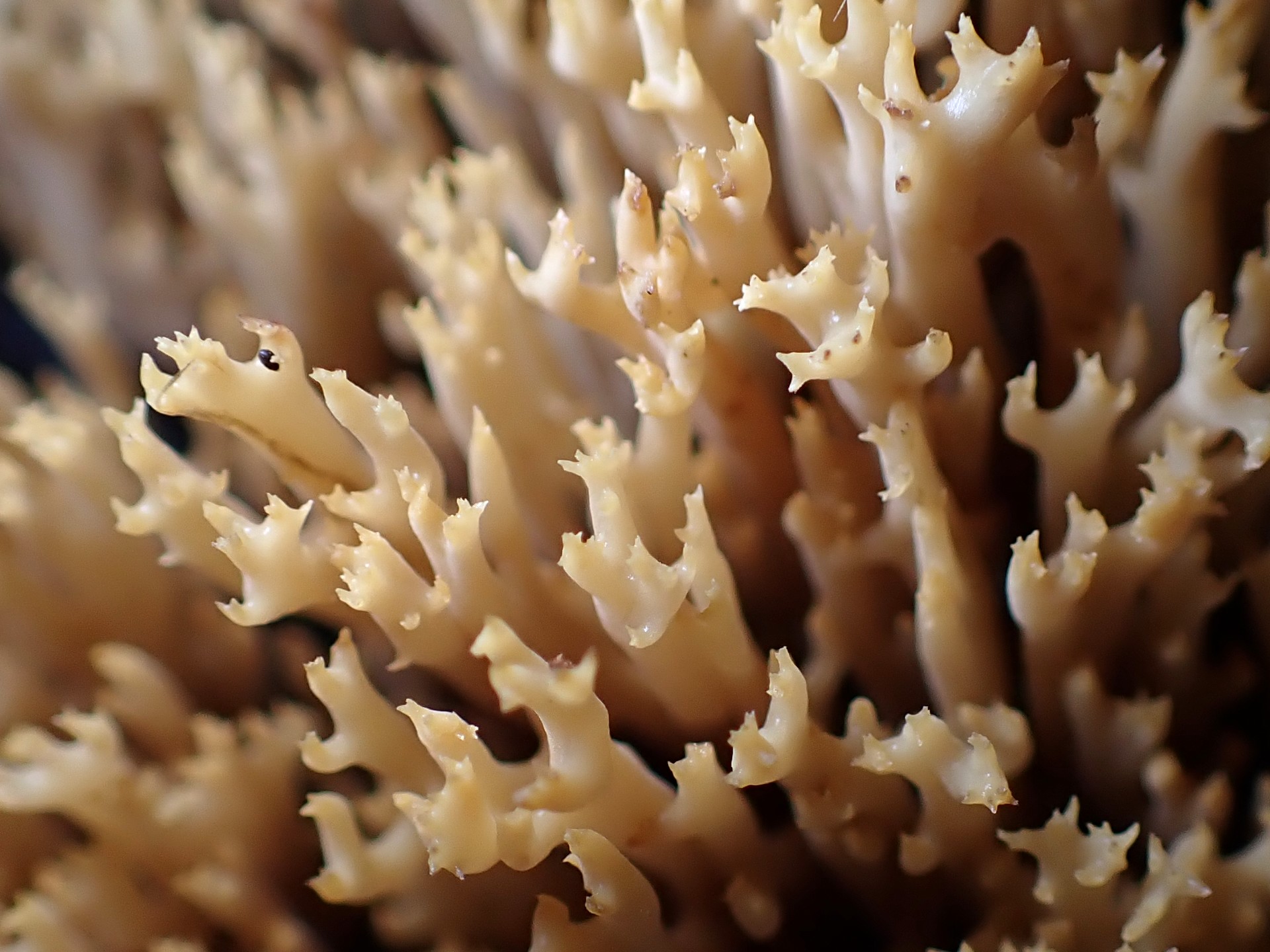 フサヒメホウキタケ の拡大高画質写真です。横浜市 青葉区 寺家ふるさと村で、2024年6月4日に撮影したものです。