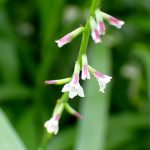 ハエドクソウ の花の高画質写真です。横浜市で、2024年6月22日に撮影したものです。