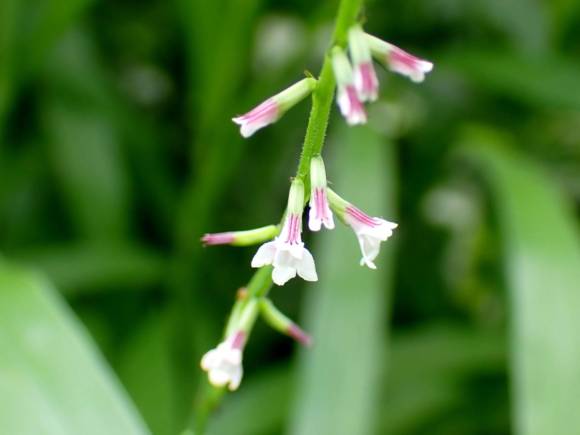 ハエドクソウ の花の高画質写真です。横浜市で、2024年6月22日に撮影したものです。