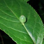 ハナイカダの写真です。横浜市で、2024年6月16日に撮影したものです。