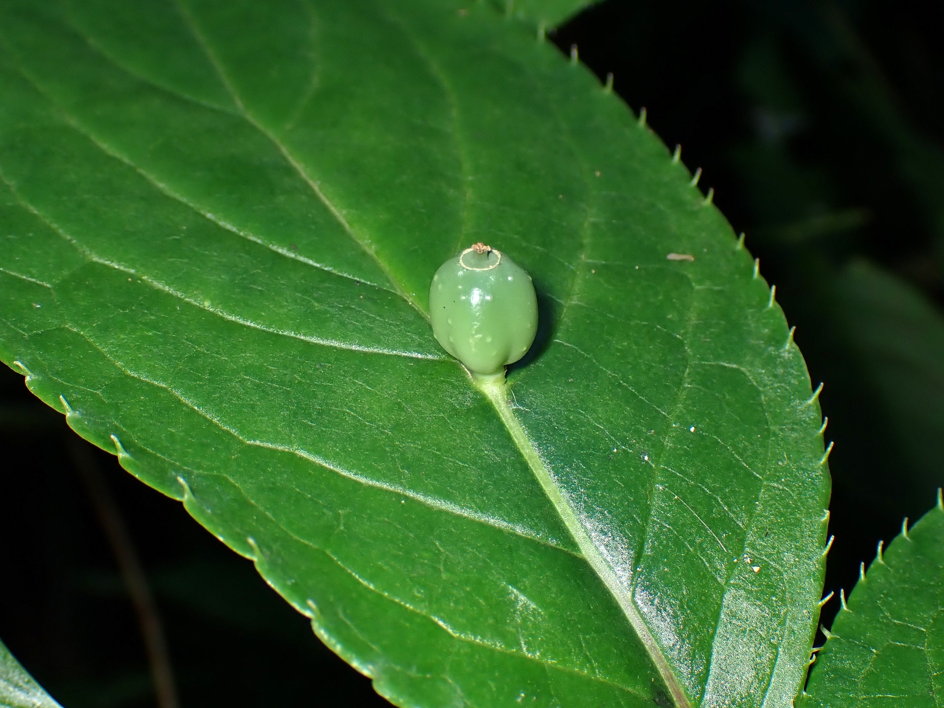 ハナイカダの写真です。横浜市で、2024年6月16日に撮影したものです。