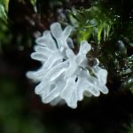 半透明の変形菌の高画質写真です。横浜市で、2024年6月22日に撮影したものです。