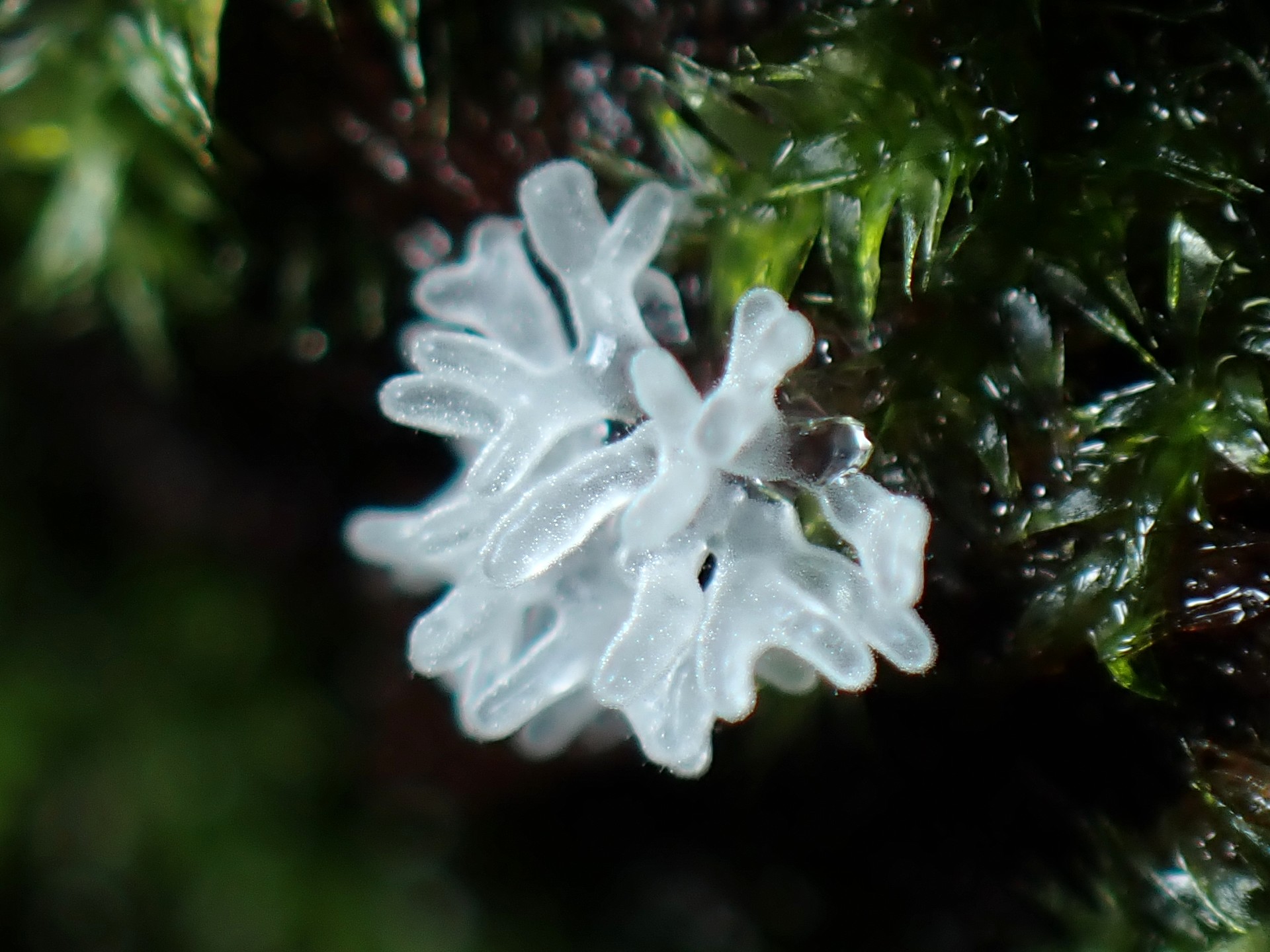 半透明の変形菌の高画質写真です。横浜市で、2024年6月22日に撮影したものです。