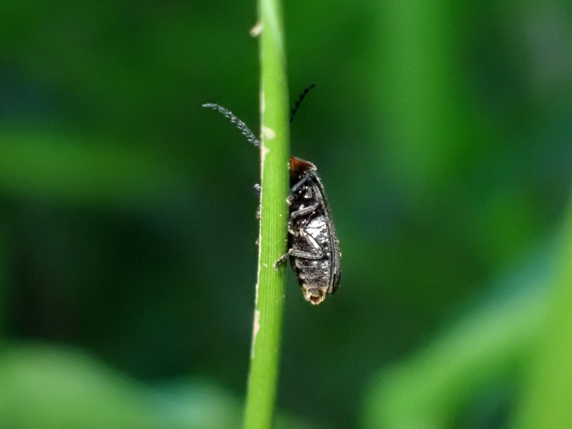 ヘイケボタルの高画質写真です。横浜市 青葉区 寺家ふるさと村で、2024年5月29日に撮影したものです。