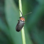 ヘイケボタルの高画質写真です。横浜市 青葉区 寺家ふるさと村で、2024年5月29日に撮影したものです。