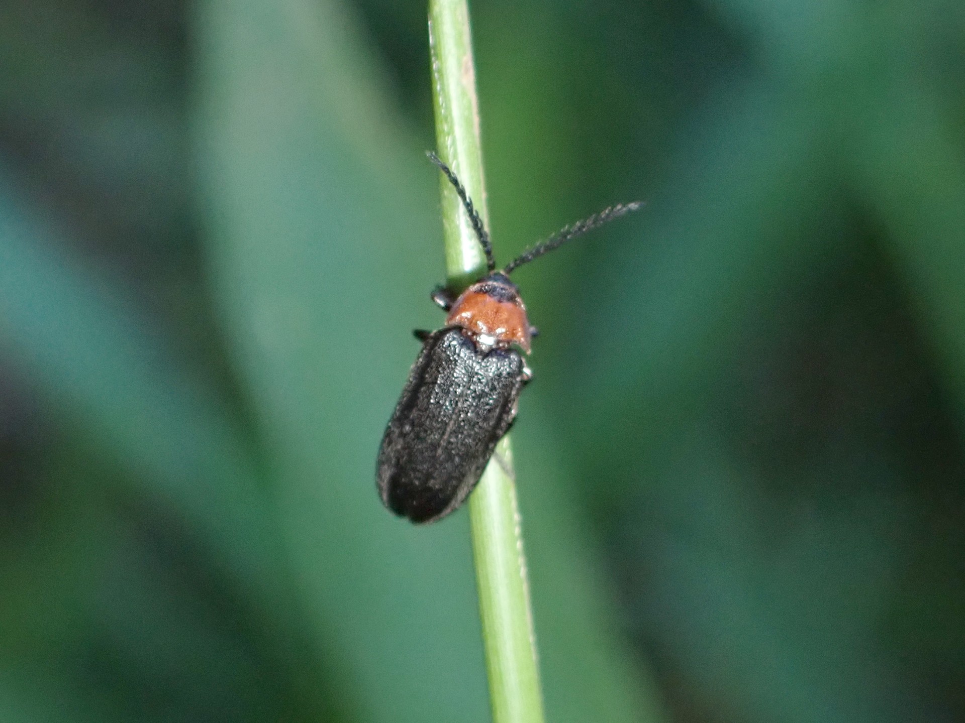 ヘイケボタルの高画質写真です。横浜市 青葉区 寺家ふるさと村で、2024年5月29日に撮影したものです。