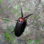 ヘイケボタルの高画質写真です。横浜市 青葉区 寺家ふるさと村で、2024年6月3日に撮影したものです。