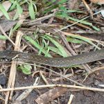 ヒバカリの 高画質写真です。横浜市で、2024年6月30日に撮影したものです。