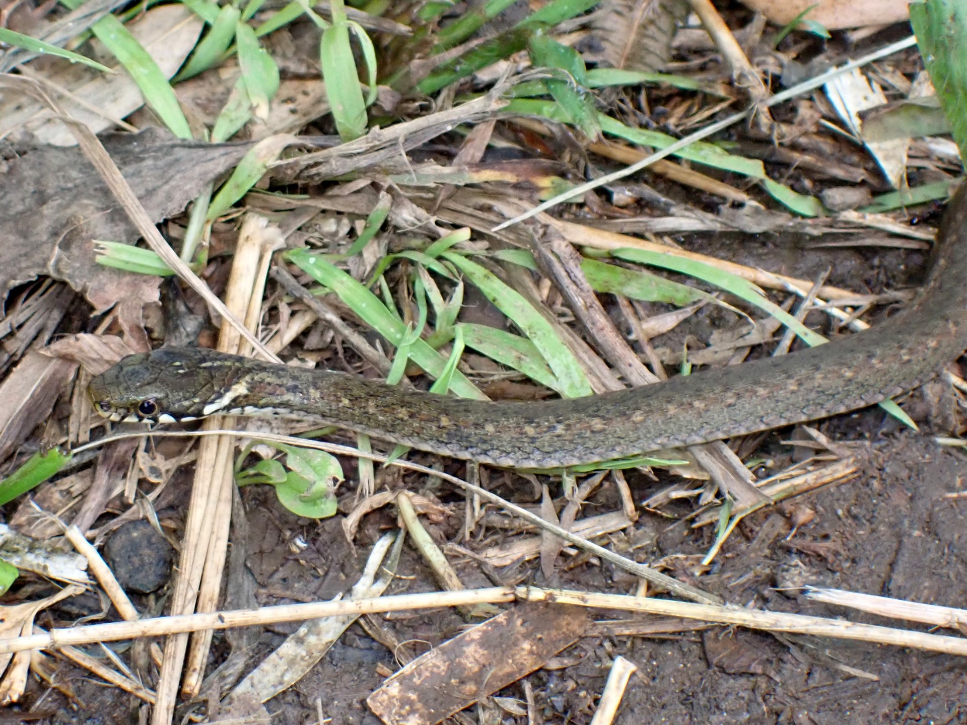 ヒバカリの 高画質写真です。横浜市で、2024年6月30日に撮影したものです。
