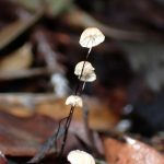 ヒメホウライタケ の高画質写真です。横浜市 青葉区 寺家ふるさと村で、2024年6月3日に撮影したものです。