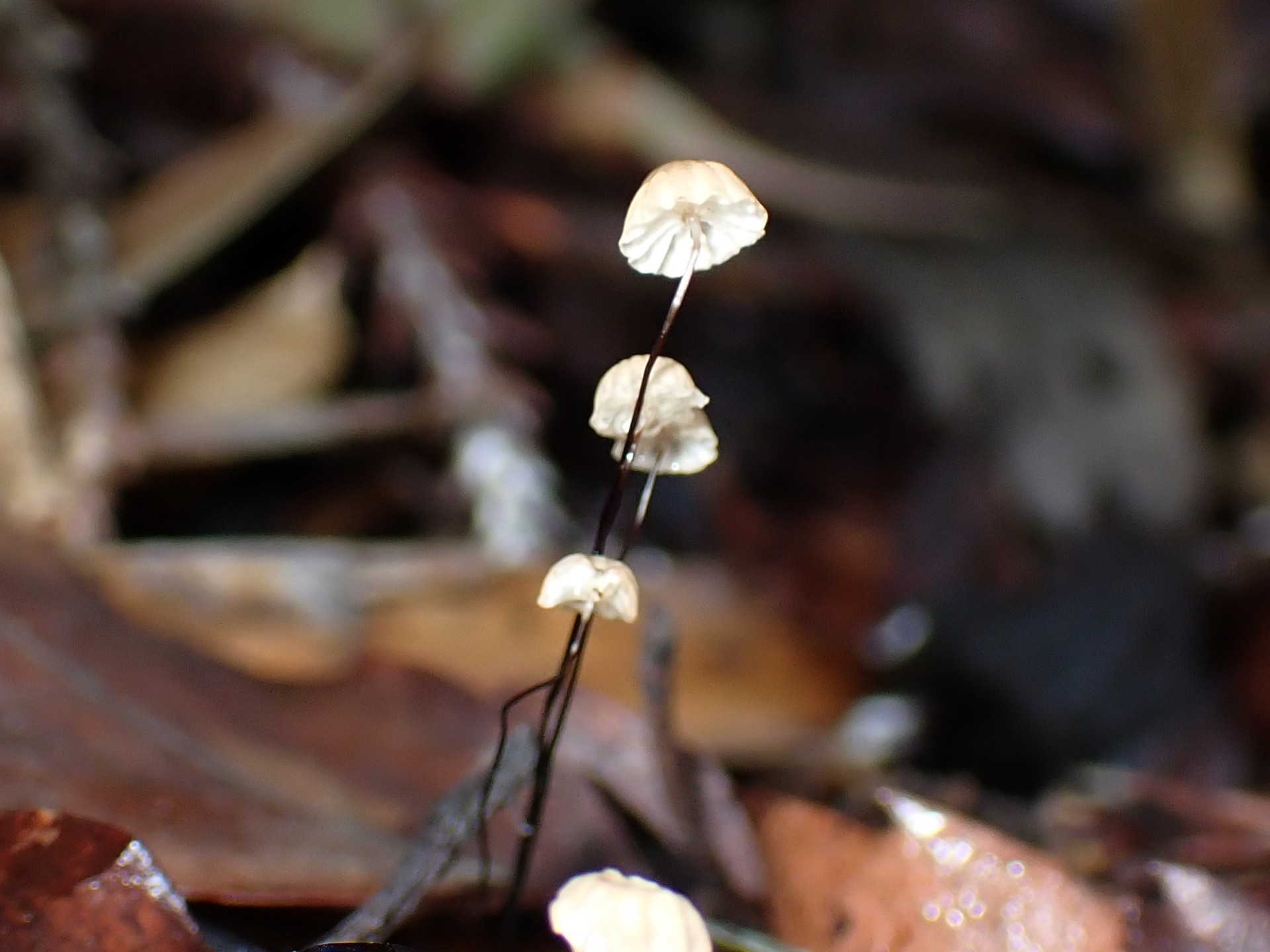 ヒメホウライタケ の高画質写真です。横浜市 青葉区 寺家ふるさと村で、2024年6月3日に撮影したものです。