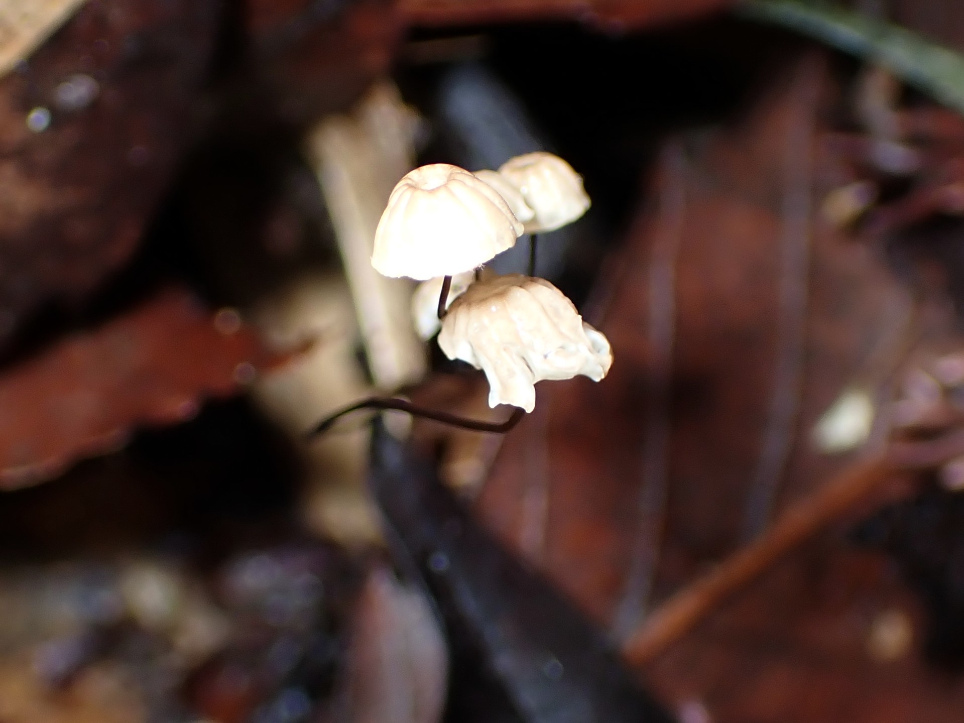 ヒメホウライタケ の高画質写真です。横浜市 青葉区 寺家ふるさと村で、2024年6月3日に撮影したものです。
