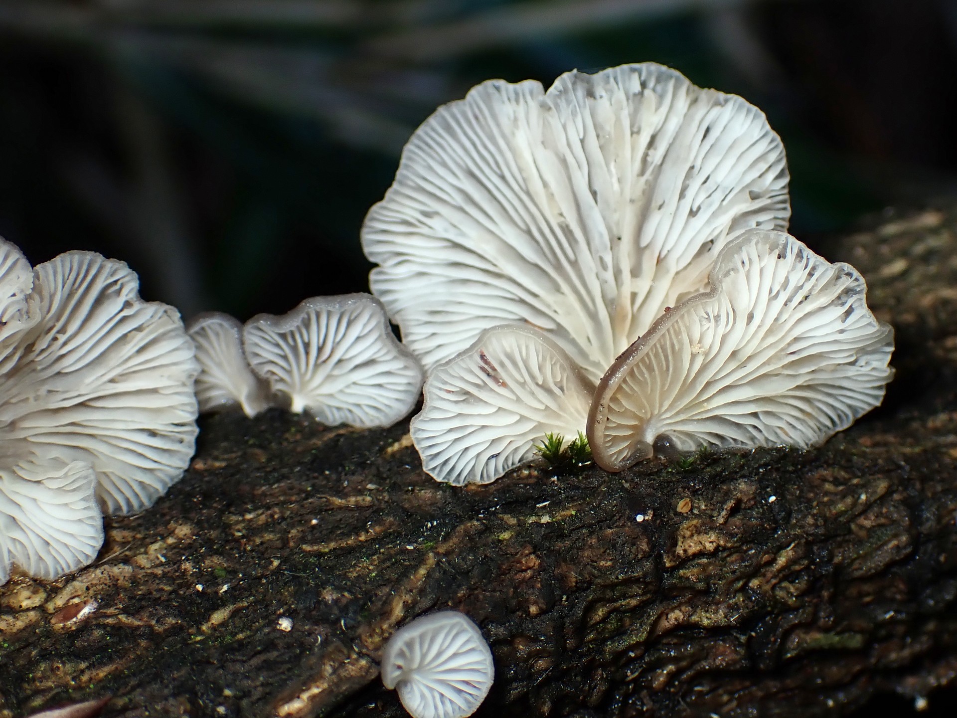 ヒラタケの仲間の高画質写真です。横浜市で、2024年6月19日に撮影したものです。