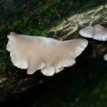 ヒラタケの仲間の高画質写真です。横浜市で、2024年6月19日に撮影したものです。