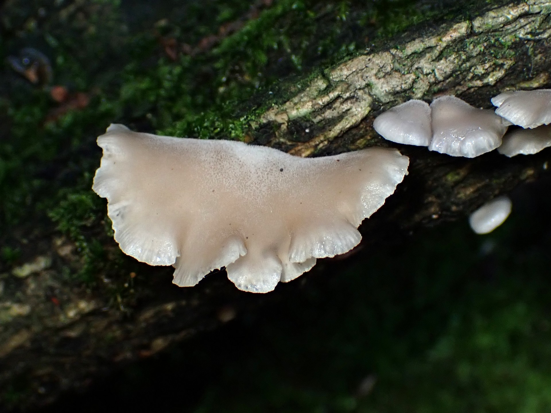 ヒラタケの仲間の高画質写真です。横浜市で、2024年6月19日に撮影したものです。