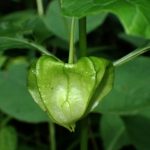 ホオズキ の実の高画質写真です。横浜市 青葉区 寺家ふるさと村で、2024年6月6日に撮影したものです。