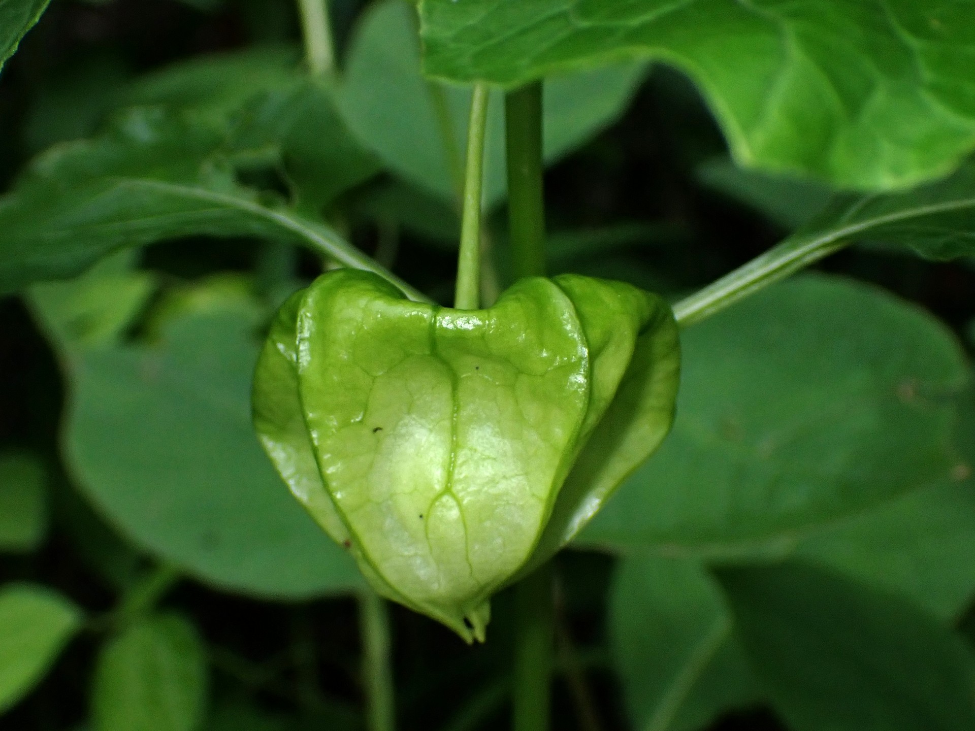 ホオズキ の実の高画質写真です。横浜市 青葉区 寺家ふるさと村で、2024年6月6日に撮影したものです。