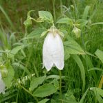 ホタルブクロの花の高画質写真です。横浜市で、2024年6月22日に撮影したものです。