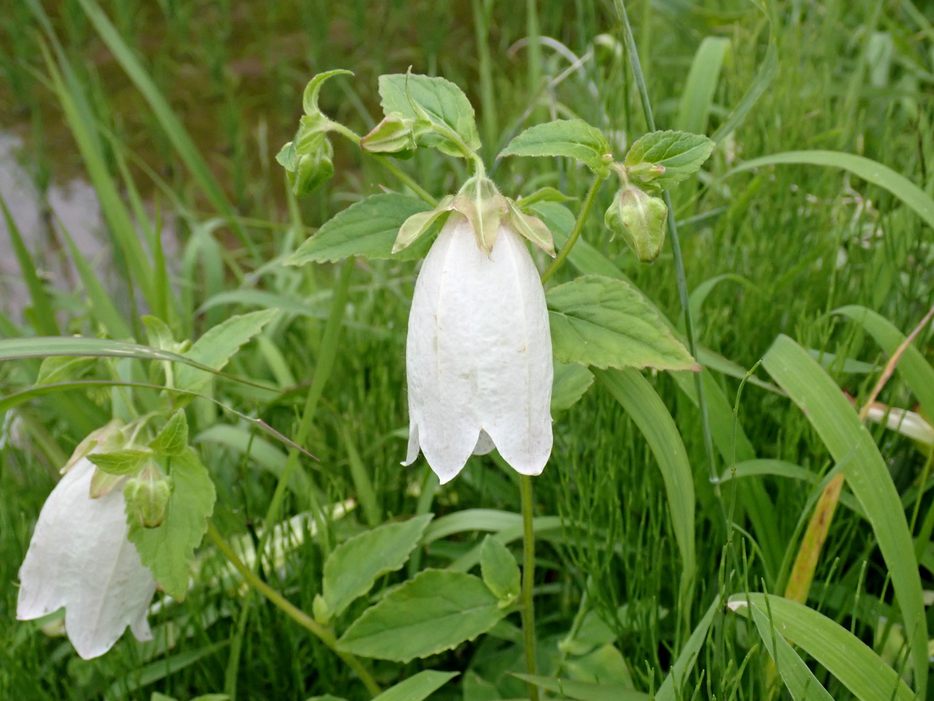 ホタルブクロの花の高画質写真です。横浜市で、2024年6月22日に撮影したものです。