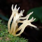 ホウキタケの仲間 の高画質写真です。横浜市 青葉区 寺家ふるさと村で、2024年6月3日に撮影したものです。