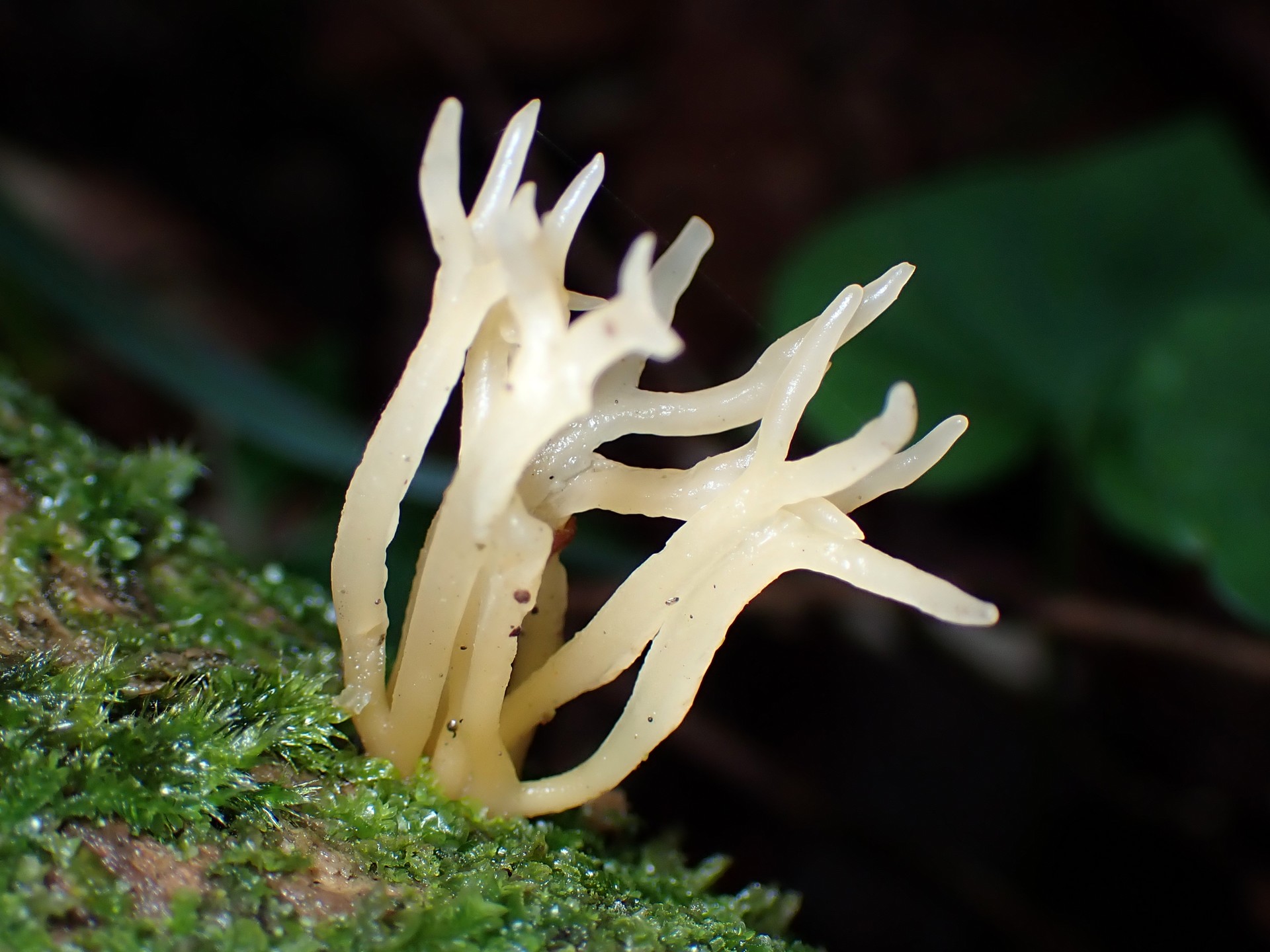 ホウキタケの仲間 の高画質写真です。横浜市 青葉区 寺家ふるさと村で、2024年6月3日に撮影したものです。