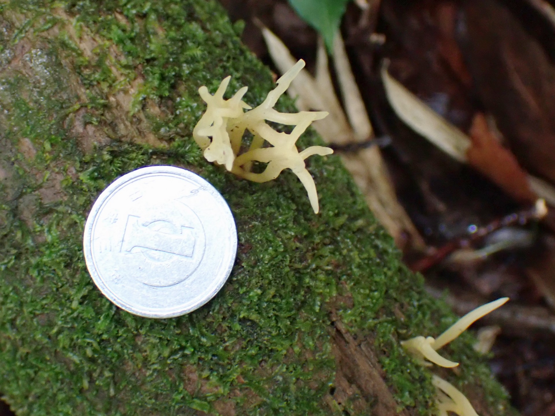 ホウキタケの仲間 の高画質写真です。大きさ比較のため一円玉を一緒に写しています。横浜市 青葉区 寺家ふるさと村で、2024年6月3日に撮影したものです。