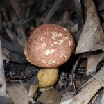 イグチの仲間 の高画質写真です。横浜市で、2024年6月27日に撮影したものです。