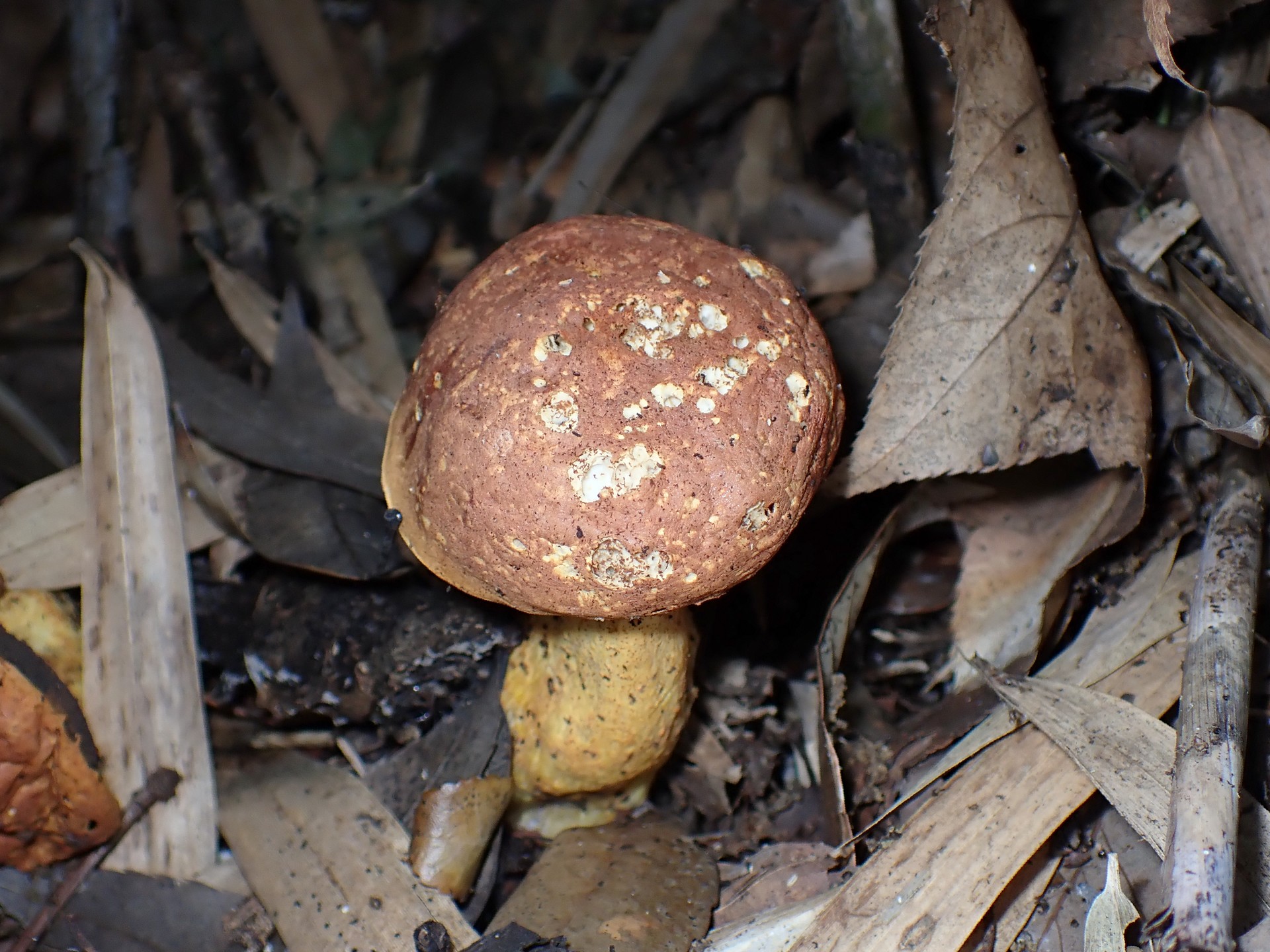 イグチの仲間 の高画質写真です。横浜市で、2024年6月27日に撮影したものです。