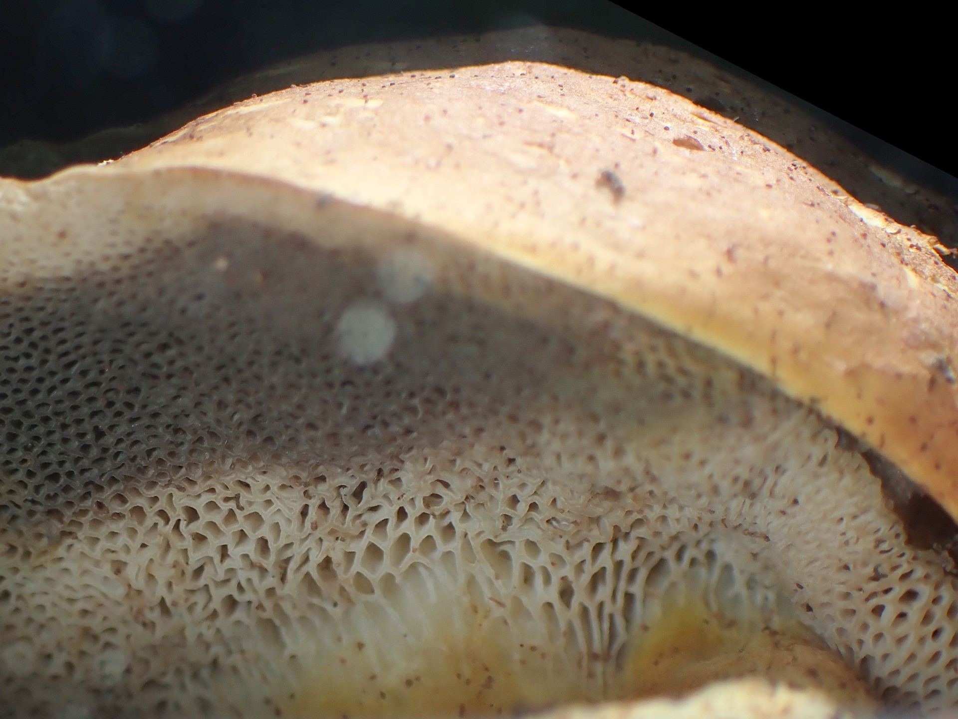 イグチの仲間 の高画質写真です。横浜市で、2024年6月27日に撮影したものです。