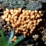 ケホコリの仲間 の高画質写真です。横浜市で、2024年6月27日に撮影したものです。