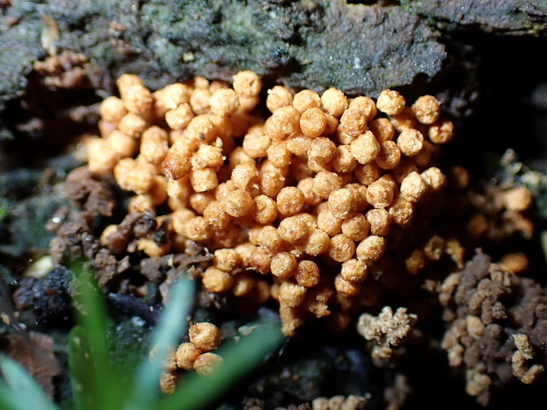 ケホコリの仲間 の高画質写真です。横浜市で、2024年6月27日に撮影したものです。