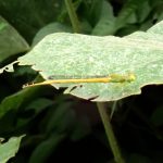 キイトトンボの写真です。横浜市で、2024年6月24日に撮影したものです。