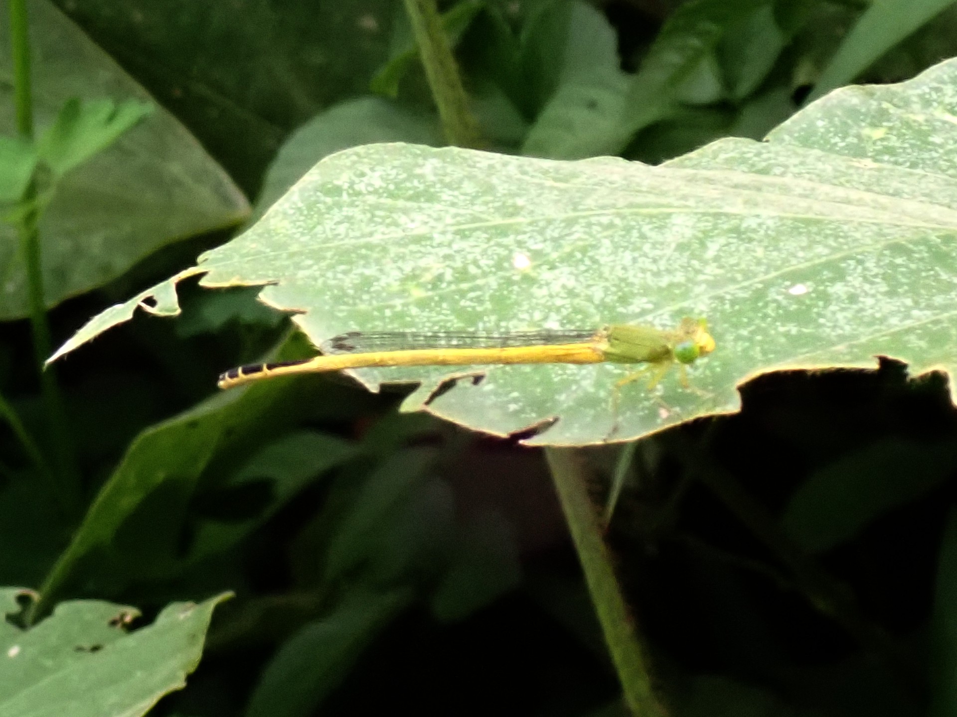 キイトトンボの写真です。横浜市で、2024年6月24日に撮影したものです。