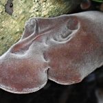 キクラゲ の高画質写真です。横浜市 青葉区 寺家ふるさと村で、2024年5月29日に撮影したものです。