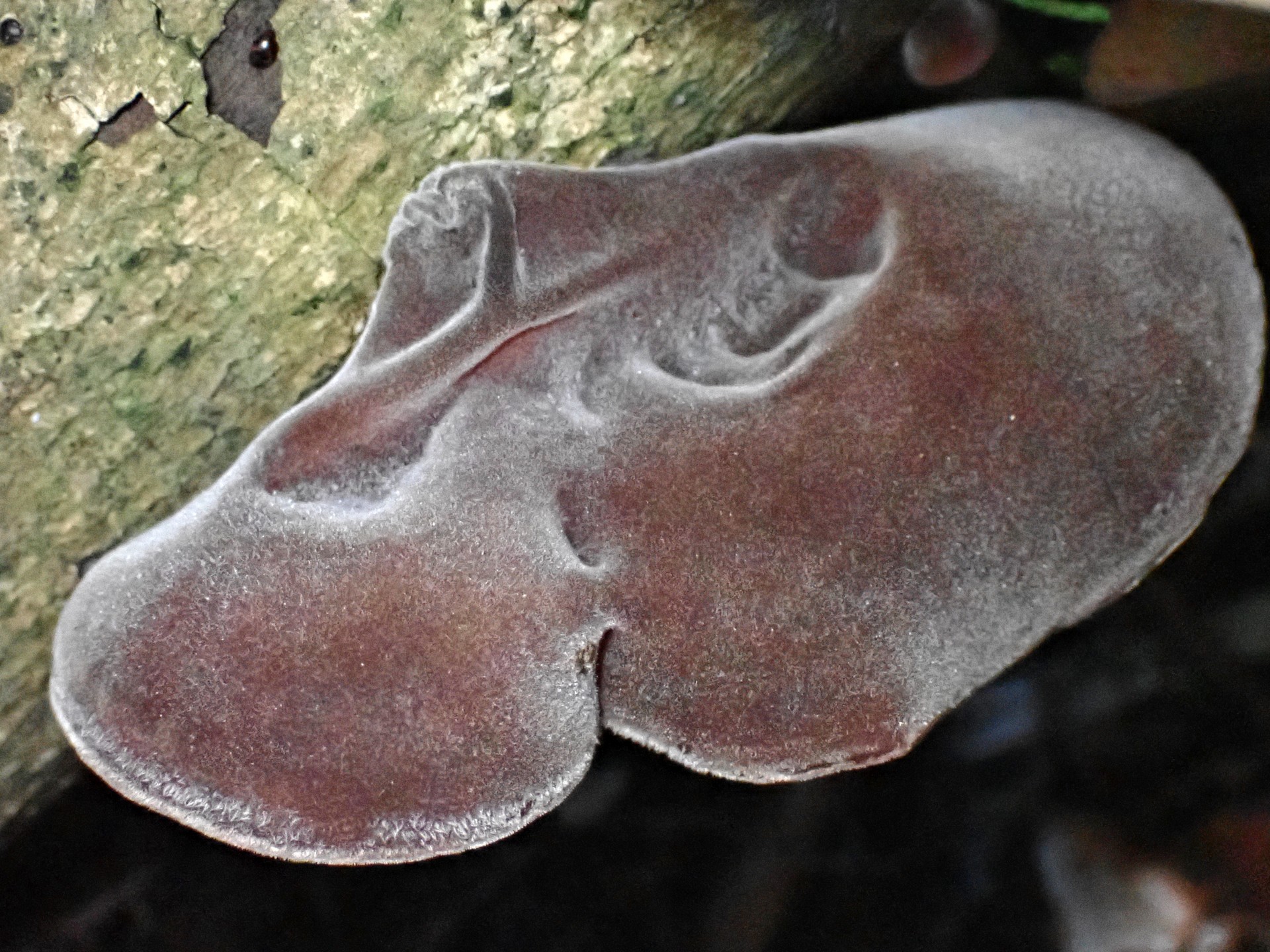 キクラゲ の高画質写真です。横浜市 青葉区 寺家ふるさと村で、2024年5月29日に撮影したものです。